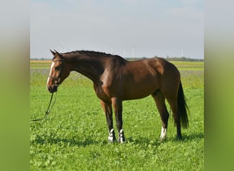 KWPN, Wallach, 6 Jahre, 175 cm, Brauner