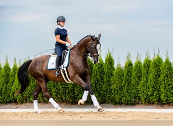 KWPN, Wallach, 6 Jahre, 175 cm, Rappe