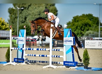 KWPN, Wallach, 6 Jahre, 175 cm, Rotbrauner