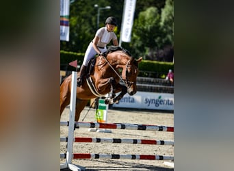 KWPN, Wallach, 6 Jahre, 175 cm, Rotbrauner