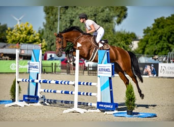 KWPN, Wallach, 6 Jahre, 175 cm, Rotbrauner