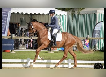 KWPN, Wallach, 6 Jahre, 177 cm, Fuchs
