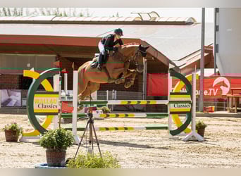KWPN, Wallach, 6 Jahre, 178 cm, Fuchs