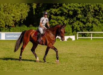 KWPN, Wallach, 6 Jahre, 184 cm, Rotbrauner