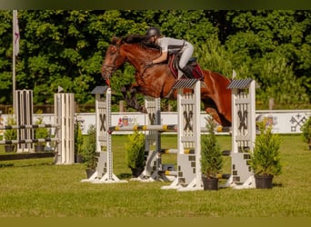 KWPN, Wallach, 6 Jahre, 184 cm, Rotbrauner