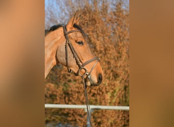 KWPN, Wallach, 6 Jahre, 185 cm, Brauner