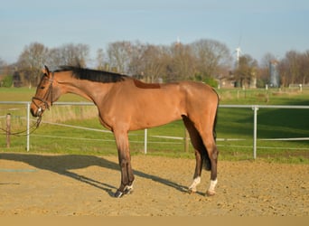 KWPN, Wallach, 6 Jahre, 185 cm, Brauner