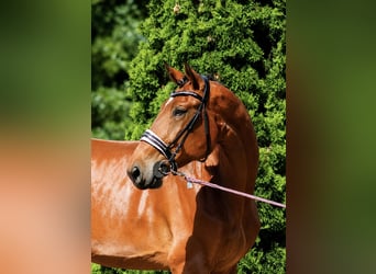 KWPN, Wallach, 6 Jahre, 185 cm, Brauner