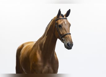 KWPN, Wallach, 6 Jahre, 186 cm