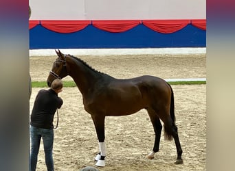 KWPN, Wallach, 6 Jahre, 190 cm, Rappe