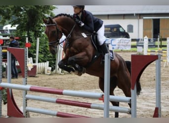 KWPN, Wallach, 6 Jahre, Brauner