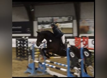 KWPN, Wallach, 6 Jahre, Brauner