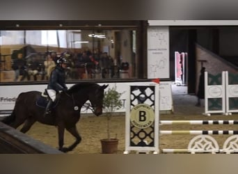 KWPN, Wallach, 6 Jahre, Brauner