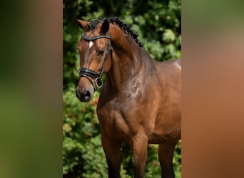 KWPN, Wallach, 6 Jahre