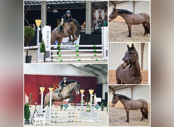 KWPN, Wallach, 6 Jahre, Dunkelbrauner