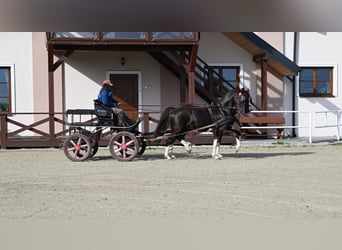 KWPN, Wallach, 6 Jahre, Fuchs