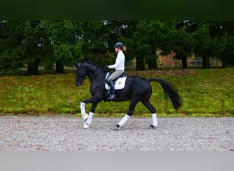 KWPN, Wallach, 6 Jahre, Rappe