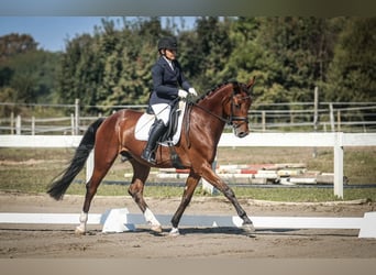KWPN, Wallach, 6 Jahre, Rotbrauner