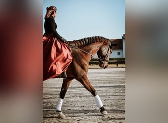 KWPN, Wallach, 6 Jahre, Rotbrauner
