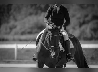 KWPN, Wallach, 6 Jahre, Rotbrauner