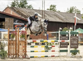 KWPN, Wallach, 6 Jahre, Schimmel