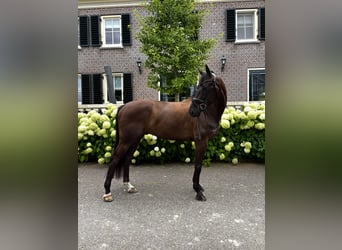 KWPN, Wallach, 7 Jahre, 157 cm, Schwarzbrauner