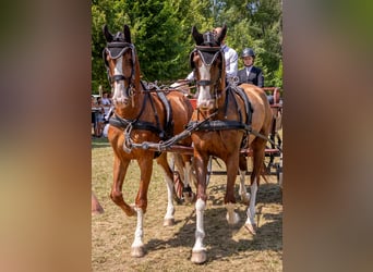 KWPN, Wallach, 7 Jahre, 162 cm, Dunkelfuchs