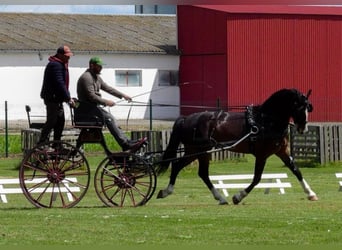 KWPN, Wallach, 7 Jahre, 165 cm, Brauner