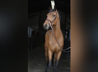 KWPN, Wallach, 7 Jahre, 165 cm, Brauner