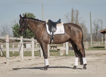 KWPN, Wallach, 7 Jahre, 165 cm, Dunkelbrauner