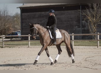 KWPN, Wallach, 7 Jahre, 165 cm, Dunkelbrauner