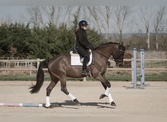 KWPN, Wallach, 7 Jahre, 165 cm, Dunkelbrauner