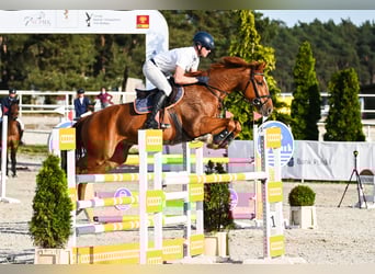 KWPN, Wallach, 7 Jahre, 165 cm, Fuchs