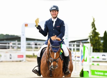 KWPN, Wallach, 7 Jahre, 165 cm, Fuchs