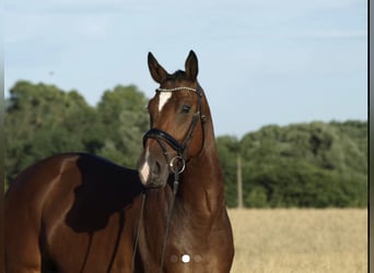 KWPN, Wallach, 7 Jahre, 165 cm, Rotbrauner