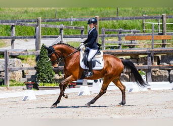 KWPN, Wallach, 7 Jahre, 166 cm, Brauner