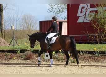 KWPN, Wallach, 7 Jahre, 166 cm, Brauner