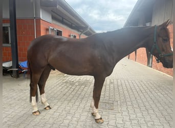 KWPN, Wallach, 7 Jahre, 167 cm, Dunkelfuchs