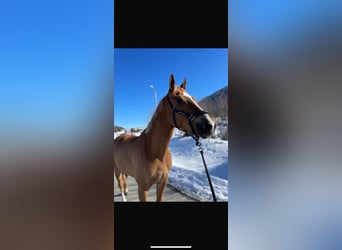 KWPN, Wallach, 7 Jahre, 167 cm