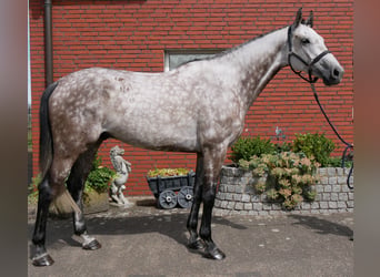 KWPN, Wallach, 7 Jahre, 168 cm, Apfelschimmel