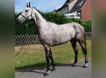 KWPN, Wallach, 7 Jahre, 168 cm, Apfelschimmel