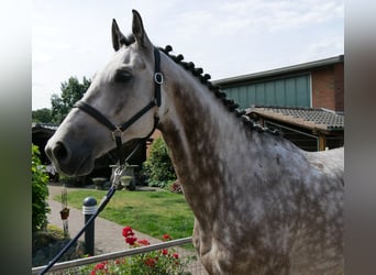 KWPN, Wallach, 7 Jahre, 168 cm, Apfelschimmel