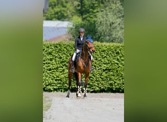 KWPN, Wallach, 7 Jahre, 168 cm, Brauner