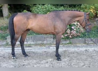 KWPN, Wallach, 7 Jahre, 168 cm, Dunkelbrauner