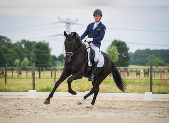 KWPN, Wallach, 7 Jahre, 168 cm, Rappe