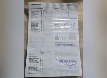 KWPN, Wallach, 7 Jahre, 168 cm, Schimmel