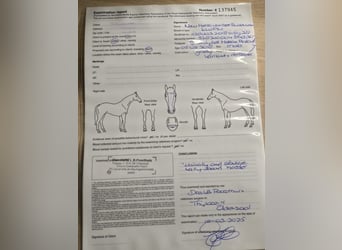 KWPN, Wallach, 7 Jahre, 168 cm, Schimmel