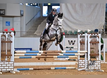 KWPN, Wallach, 7 Jahre, 168 cm, Schimmel