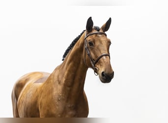 KWPN, Wallach, 7 Jahre, 168 cm