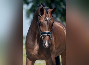 KWPN, Wallach, 7 Jahre, 169 cm, Brauner